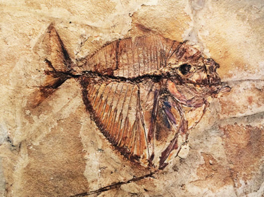 parco-paleontologico-cene